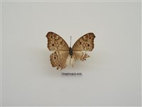 藏品(波紋眼蛺蝶)的圖片